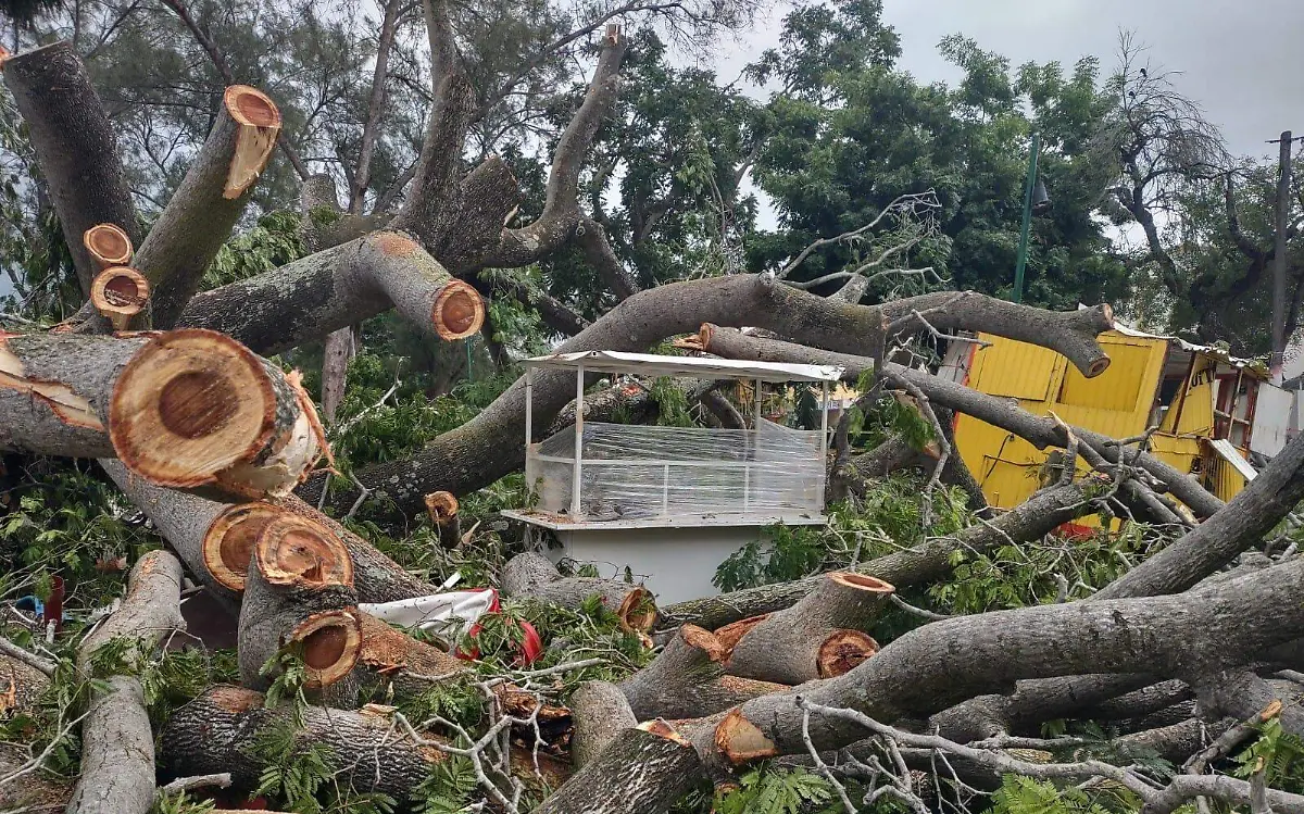 Pide ayuda para reparar un puesto de comida que fue dañado por la caída de un enorme árbol Juan Hernández (2)